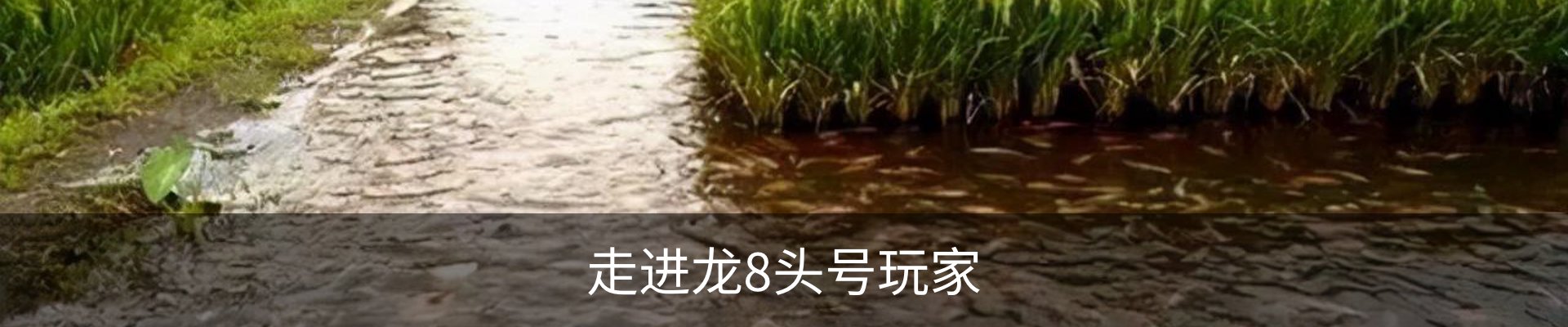 走进龙8头号玩家